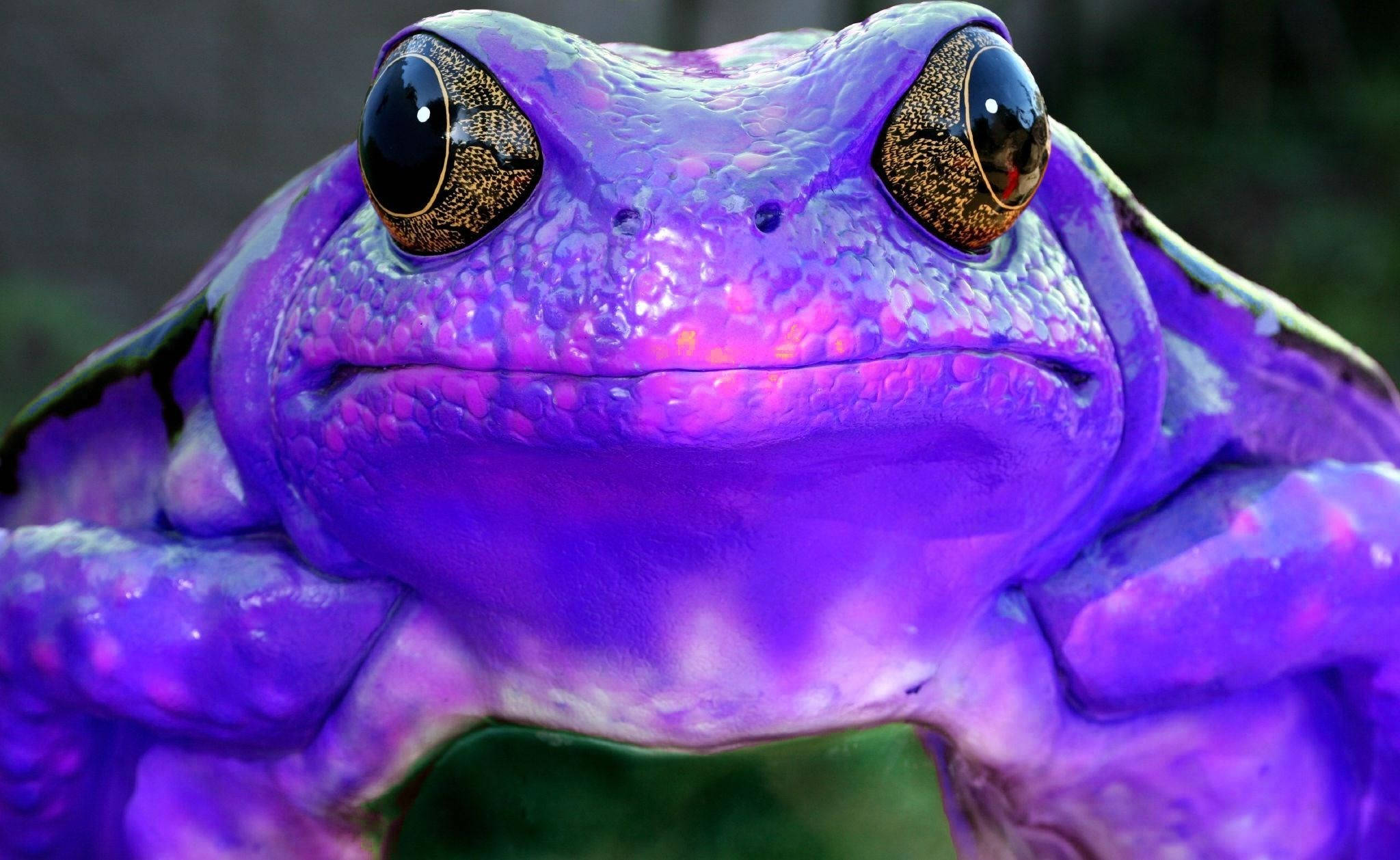 sick-purple-frog-3wivgikeleilzay7.jpg